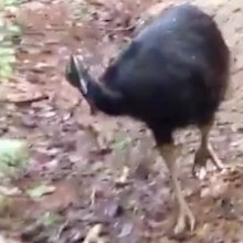 One of the world most dangerous birds has been caught stalking a group of hikers in Queensland's north, triggering warnings from authorities about the unusual behaviour. 