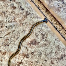 photographing life on the lanai - maui, hawai'i.
