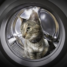 Tabby cat looking out through the open door of a front-loading washing machine.