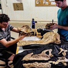 A 'near-complete' dinosaur skull has been found in Queensland in what experts say offers a new insight into lives of the creatures in Australia almost 100 million years ago.