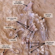 Neanderthal remains.
