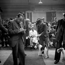 A wire fox terrier is shown at a dog show, in the 1940s.