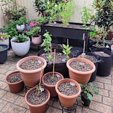 Container garden with seedlings in pots