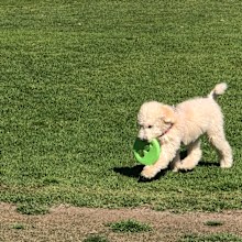 Dog at dog park