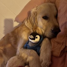 Golden Retriever 