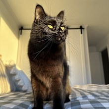 Kovu