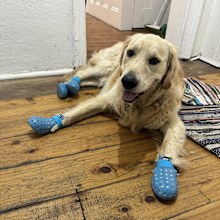 Nelson with his protective crocs.
