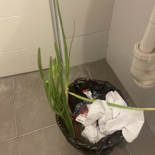 Onion sprouted from rubbish bin