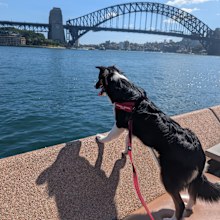 Seagull patrol Maddogs and Englishman