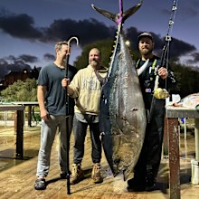 Giant Tuna