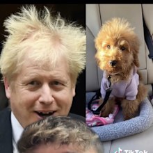 Connor's dog bad grooming
