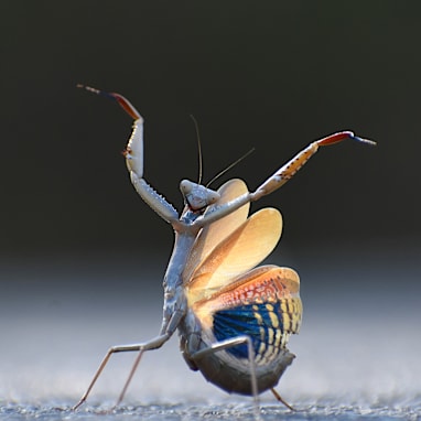 Insect category winner: 'Mantis Flamenca'