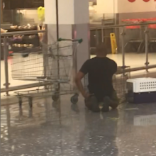 A cockatoo, affectionately named Mickey, has been freed after a month trapped inside a Sydney shopping centre.