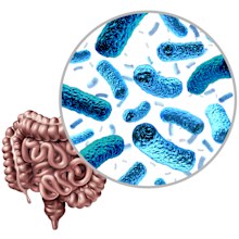 Bacteria in the intestine as gut probiotic bacterium