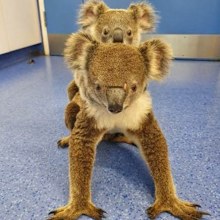 Fluffy and her joey Andy on arrival at the RSPCA hospital.