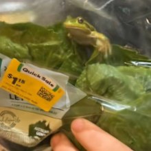 frog found in sealed bag of lettuce bought from woolworths