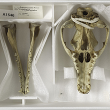 The thylacine remains came into the possession of the Tasmanian Museum and Art Gallery (TMAG) in 1936, but had until now remained unidentified.