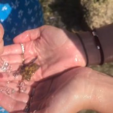 Woman in Bali on holiday blue-ringed octopus deadly encounter
