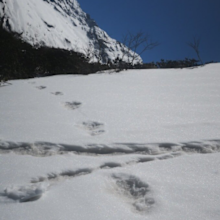 The Indian army have posted photos of what they claim are the mythical "Yeti's" footprints in the snow around Nepal's Makalu-Barun National Park.