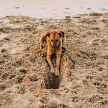 Dog on a beach