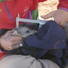 The rice-size implant is injected under the native animals' skin. The poison 'activates' when its ingested by a feral invader.