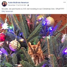 The Georgia family got more than they bargained for when they bought their Christmas tree.