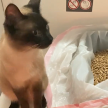 woman tiktok cat litter
