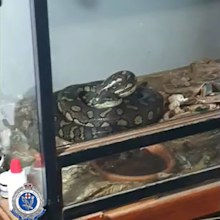 News NSW Comanchero bikie member police raids python weapons drugs seized charges Central Coast Wyee