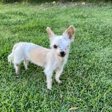 Shelly Horton's dog Bella