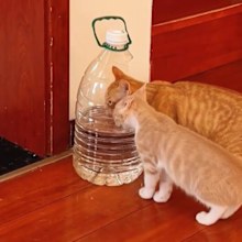 Cats drinking out of water container.