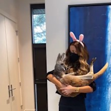 Kate Beckinsale sparks backlash after posting videos of herself cradling Aussie animals.