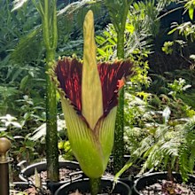 The foul-smelling "Corpse Flower" has begun to bloom at the Botanic Garden in Adelaide.The peculiar plant started sharing its rotting flesh-like scent last night, and will continue to do so for another 48 hours.
