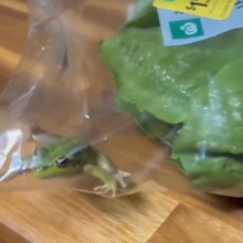 frog in woolworths lettuce bag