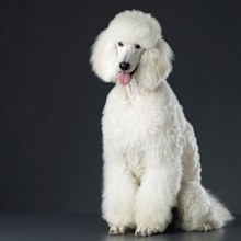 Poodle
