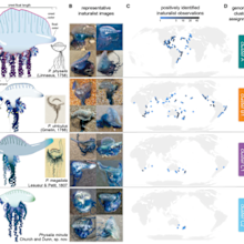 The study proved the existence of at least four distinct bluebottle species.