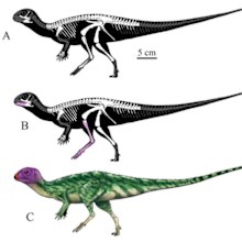 A new species of dinosaur has been discovered in Thailand.Fossils from what experts say is "one of the best preserved dinosaurs ever found in Southeast Asia," have been identified as a type of herbivore dinosaur. 
It has been named Minimocursor phunoiensis.

