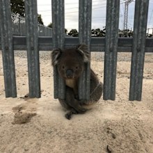 Rescuers believe the koala may have been trapped all night. Picture: 9NEWS