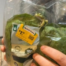 frog found in sealed bag of lettuce bought from woolworths