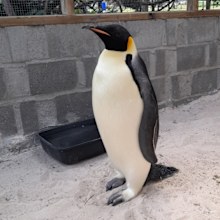 Emperor penguin found in Denmark, WA on November 1, 2024