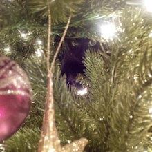 Victoria Arbiter cats in Christmas tree.