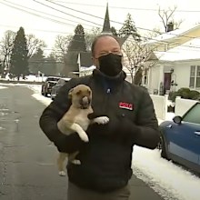 Puppy interrupts fox news broadcast