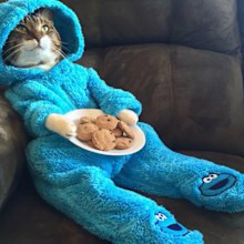 United States officials in Australia have blamed a training error for a meeting invitation containing a photo of a pyjama-wearing cat.