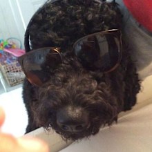 Dog wearing sunglasses.