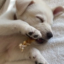 Jennifer Aniston introduces the world to her new puppy