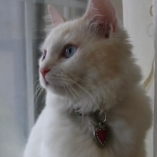 TikTok cloning cat