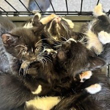 abandoned and dumped kittens hills cat rescue 