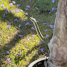 snake