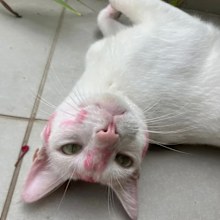 Cat covered in lipstick marks