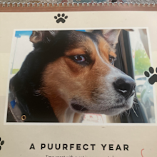 Dog on calendar with the caption 'A Puurfect year' below says, 'time spent with a cat is never wasted. 