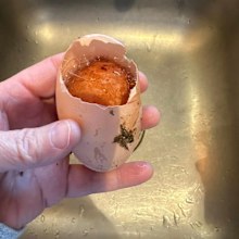 egg discovery inside unusually large egg shared on facebook backyardchickens